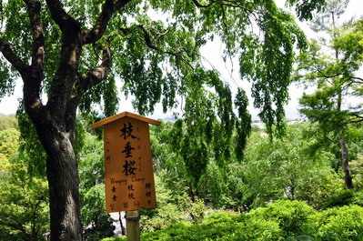 In the gardens of Tenryū-ji Temple