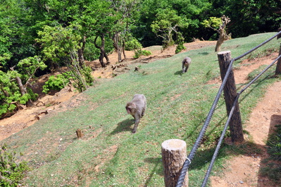 Monkeys