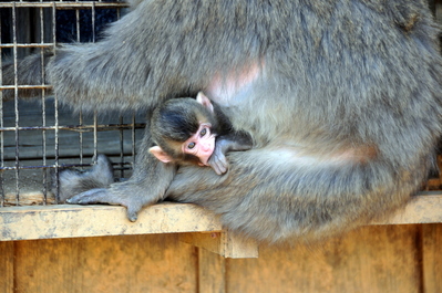 Monkeys