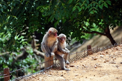 Monkeys