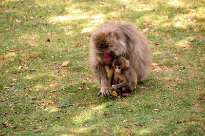 Monkeys