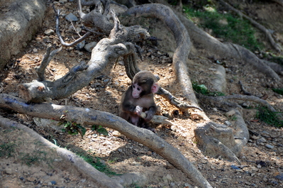 Monkeys