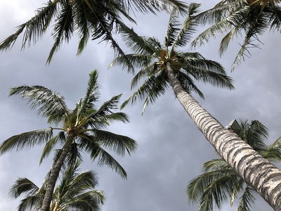 Palm trees