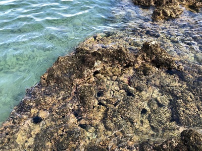 Sea urchins