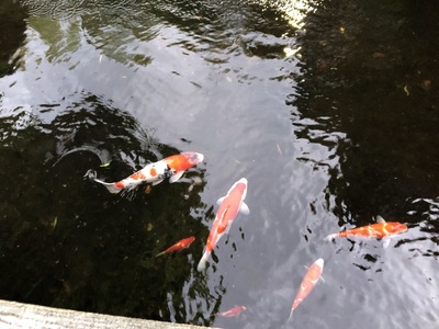 Koi