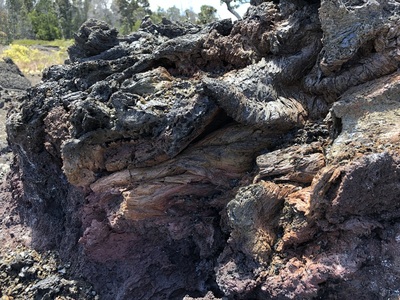 Tree mold at Maunu Ulu