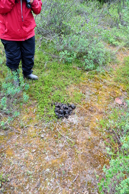 Grizzly bear droppings