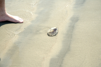 A jellyfish that washed up on shore