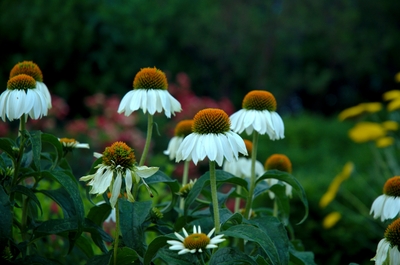 Flowers at Christopher Street Pier