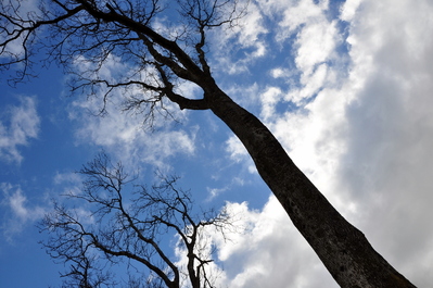 Trees