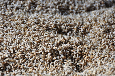 Sprouting barley