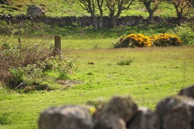 Bunny on the walk back from Laphroig