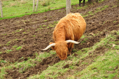 Highland Cow!