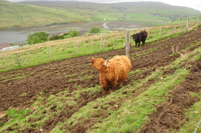 Highland Cow scratching itself!