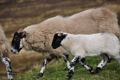 Sheep on the road to the Quiraing