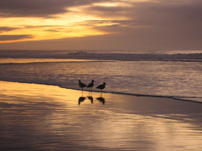 Three birds in the water at sunset