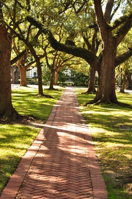 Old oak trees on a secluded street in Houston
