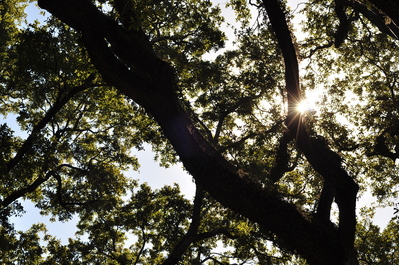 Old oak trees on a secluded street in Houston