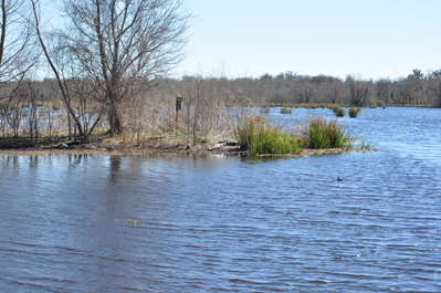 In the park, our first alligator sighting!