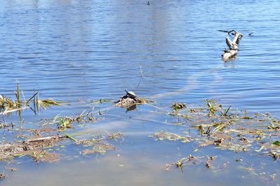 Turtles