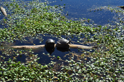Turtles