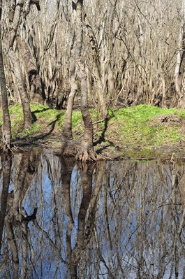 Reflection