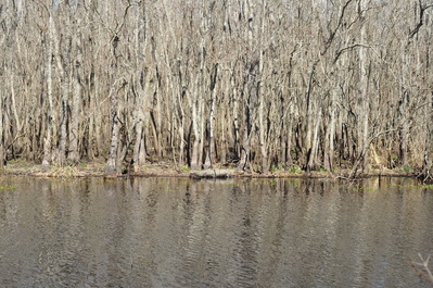 Big gator