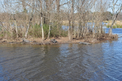 Lots of alligators, one smiling
