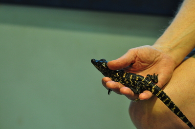 Baby gator at the visitor centre