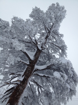 Snow-covered tree