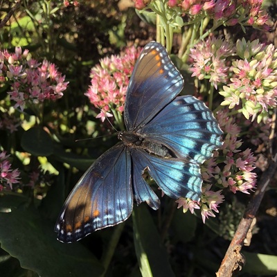 Rest area butterfly