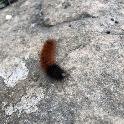 Fuzzy caterpillar