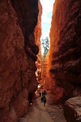 In Bryce Canyon