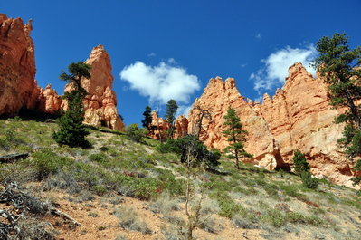 In Bryce Canyon