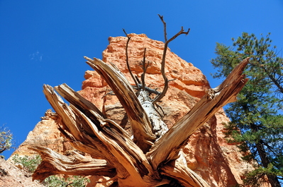 In Bryce Canyon