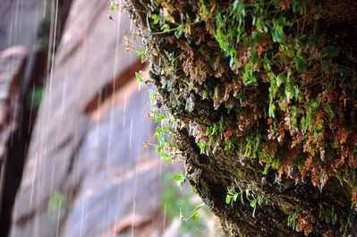 Weeping Rock