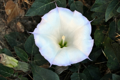 Flower in the river valley