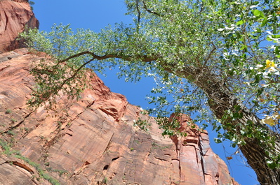 Zion