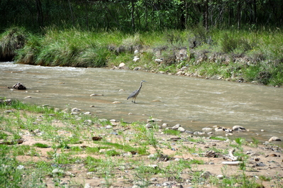 Bird!