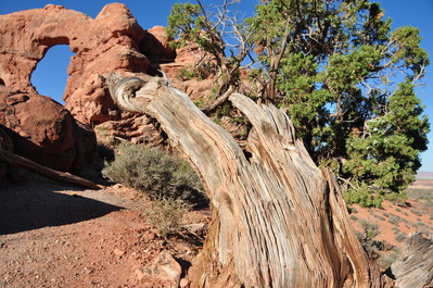 Arch!