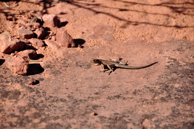 Lizard friend