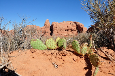 Cactus