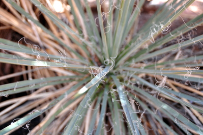 Succulent