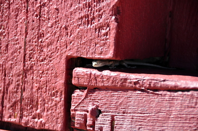 Lizard friend