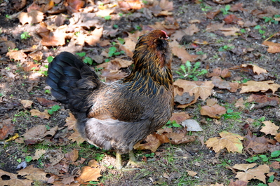 Very nice chicken!