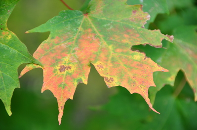 Leaves were just starting to change