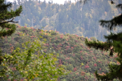 Turning trees!