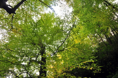Most trees were still green though