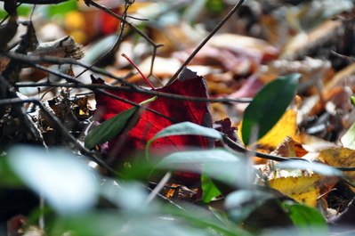 Red leaf
