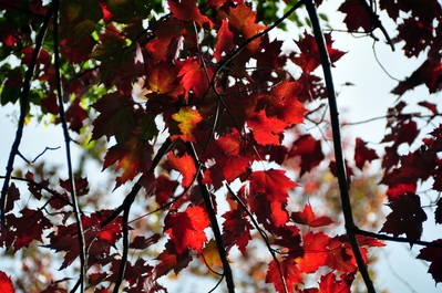 Red leaves